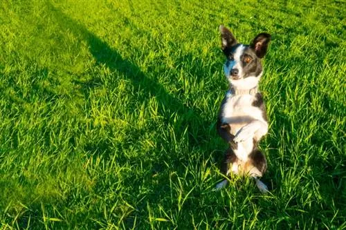 Border collie sit mooi