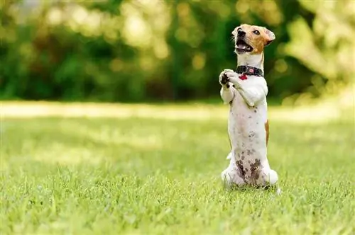 Een hond leren bedelen in 8 eenvoudige stappen