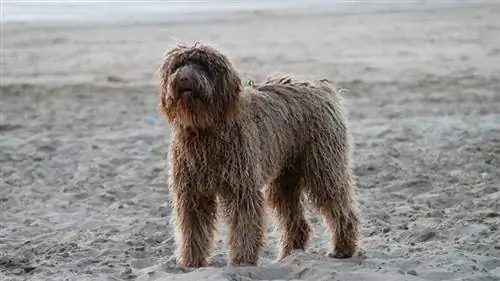 perro de agua portugués en la playa