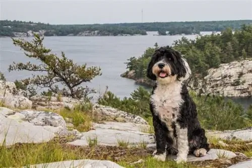 perro de agua portugués cerca del lago