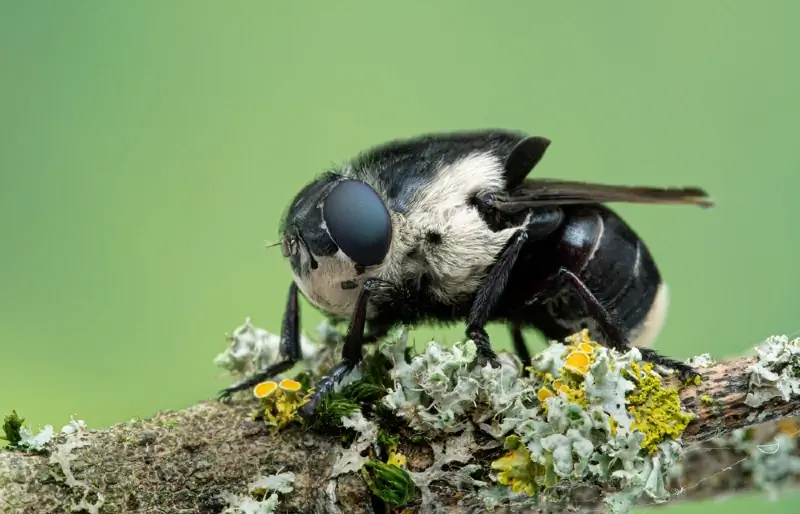 tuvplāns, dēļ, pieaugušais, mātīte, pele, botfly