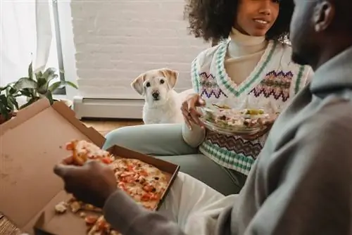 Köpeğin yanında iştah açıcı pizza ve salata ile siyah çift