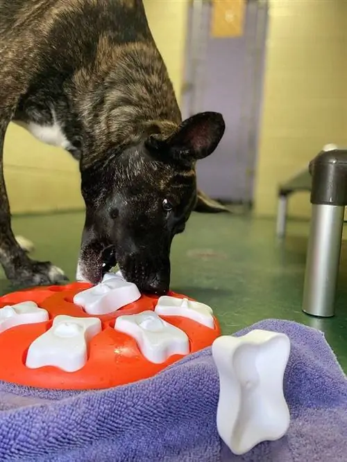 Chien de berger hollandais bringé pur-sang intelligent à l'aide d'un chargeur de puzzle coloré au centre d'enrichissement canin