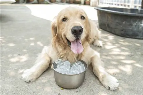 Golden retriever at isang mangkok ng yelo