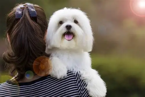 brunette kvinne som holder hvit m altesisk hund på skulderen