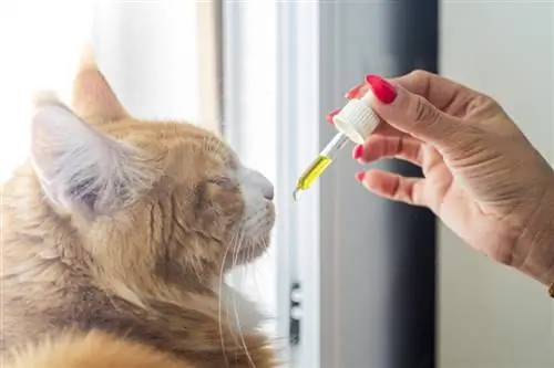 vrouw die CBD-olie aan haar kat geeft