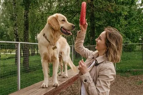 vrouw geeft een speeltje aan haar golden retrieverhond