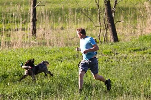 addestramento del cane da caccia