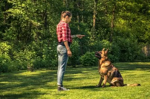 Como treinar um cachorro que não é motivado por comida - 10 ótimas ideias