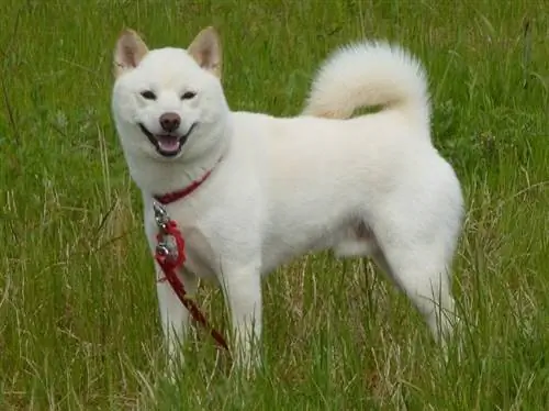 Shiba Inu