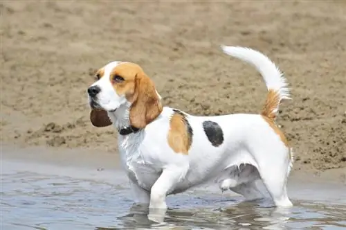 Erkək beagle suda gəzir