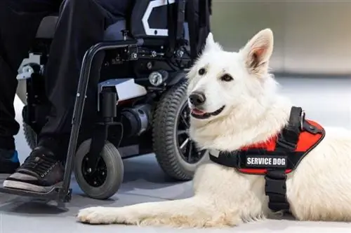 Tekerlekli sandalyedeki engelli kişiye yardım eden hizmet köpeği