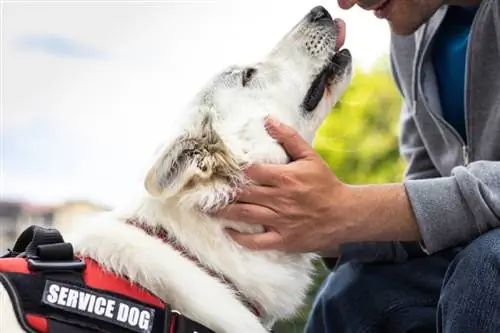 hizmet köpeği ile engelli adam