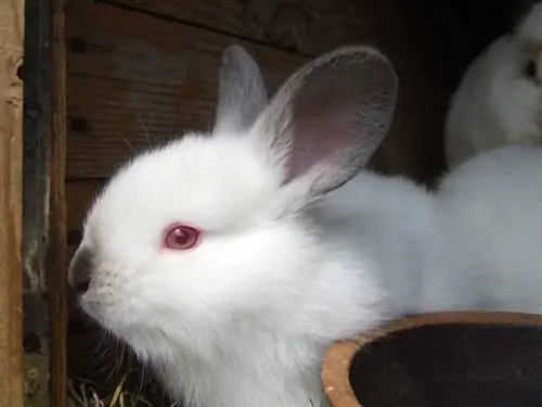 Weißes Kaninchen mit roten Augen