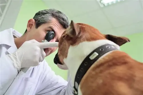 Vétérinaire vérifiant les yeux du chien pitbull terrier