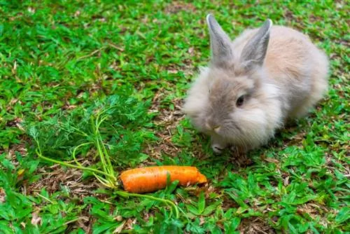 conejo cabeza de león comiendo zanahorias