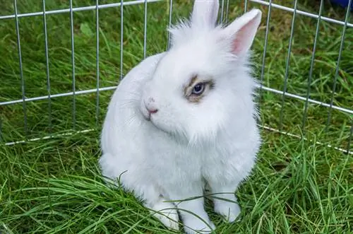 Conejo cabeza de león blanco