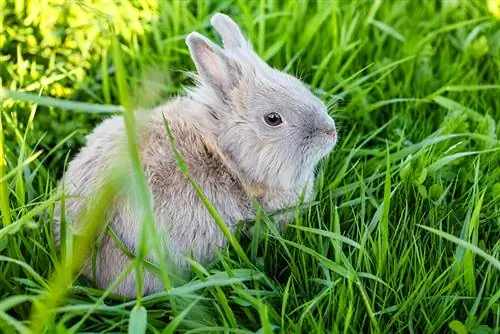 Králík plemene Lví hlava s šedou a hnědou srstí