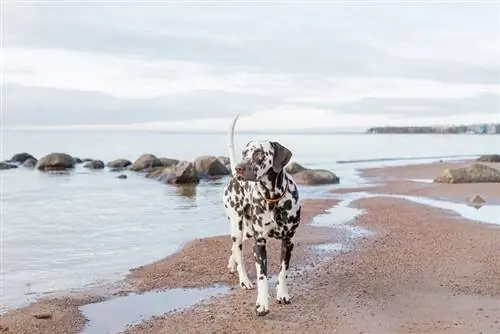 dalmatiske hund på stranden