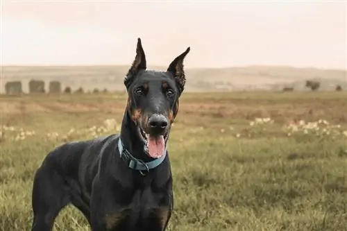 Πληροφορίες φυλής σκύλων Doberman Pinscher