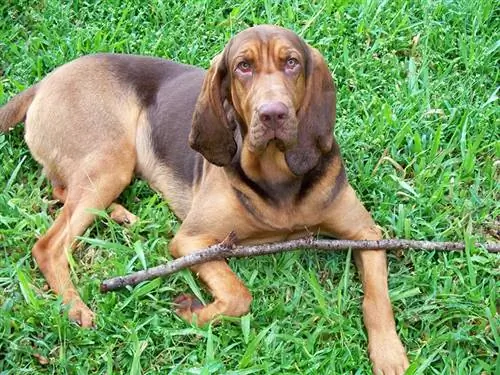 chien limier allongé sur l'herbe