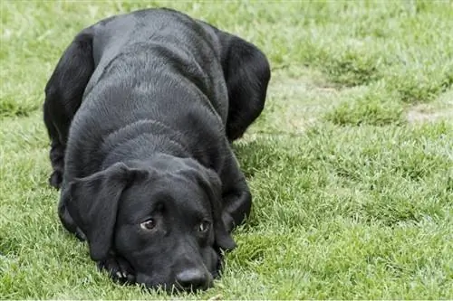 siyah labrador av köpeği