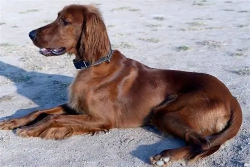 chien setter irlandais allongé sur le sable