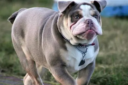 Bulldog Anglès