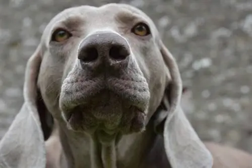 Weimaraner