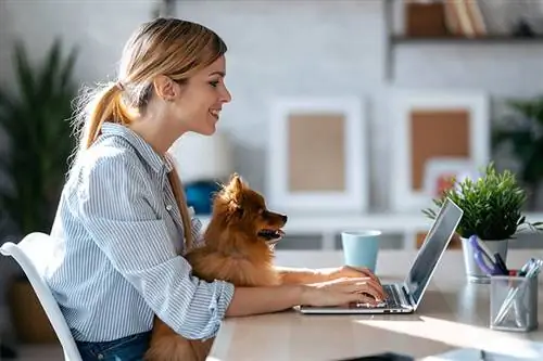 6 Voordelen van het hebben van een hond op de werkplek die u moet kennen