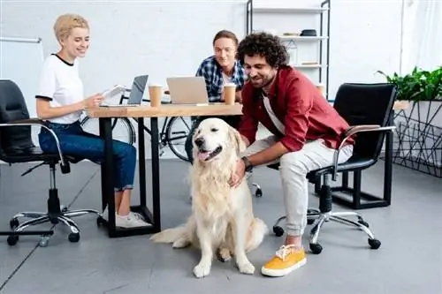 dipendenti con cane da compagnia in un ufficio