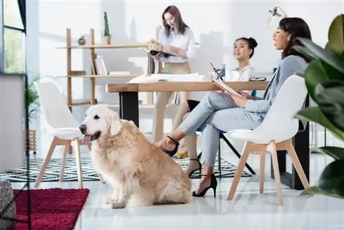 jeunes femmes employées et un chien au bureau