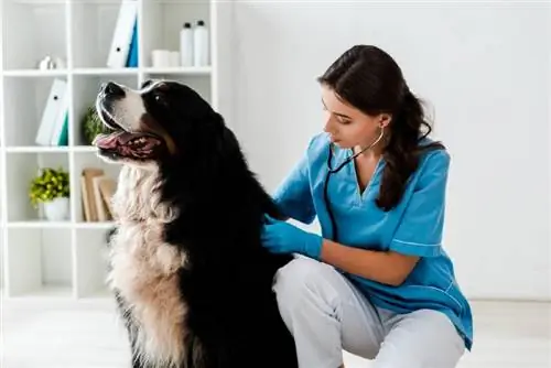 un jove veterinari revisant un gos de muntanya bernès