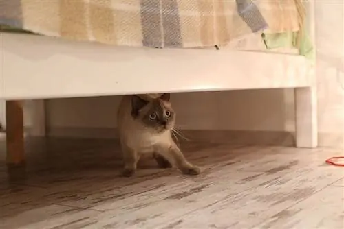 gatto britannico spaventato dal punto blu che si nasconde sotto il letto