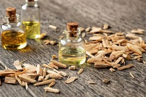 L'olio di legno di cedro uccide le pulci? Sicurezza esaminata dal veterinario & Efficacia