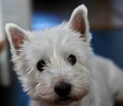 terrier branco de montanhas ocidentais