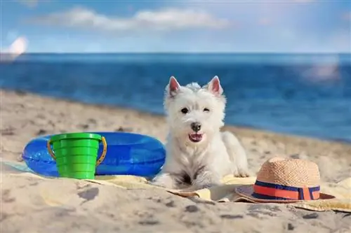 cachorro westie deitado na praia