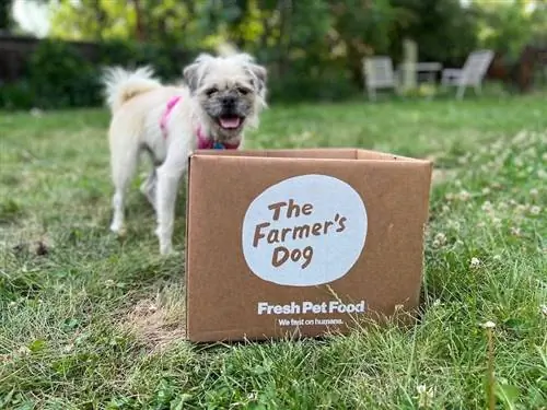 Gizmo fluffy mbwa mweupe na The Farmer's Dog fresh food box_Kate