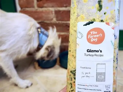 Gizmos kalkunopskrift fra Farmer's Dog-pakken og spisning fra bowl_Kate