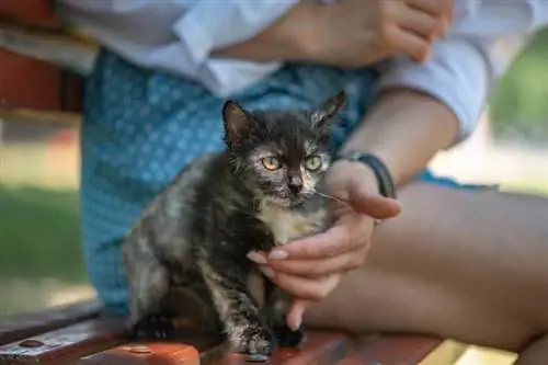 Bagaimana Saya Mendapatkan Anak Kucing Yang Takut untuk Mempercayai Saya? 11 Petua Pakar