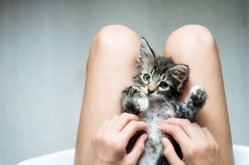 mujer jugando con gatito