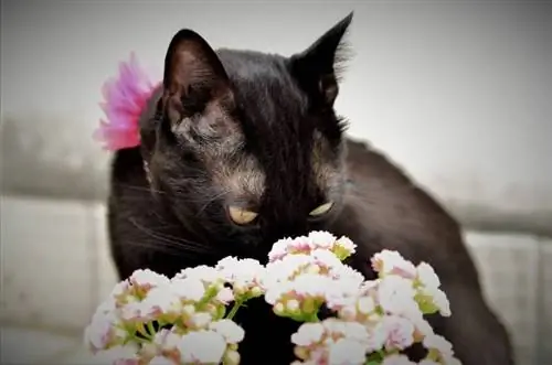 Anak kucing hitam berbau bunga di halaman rumah