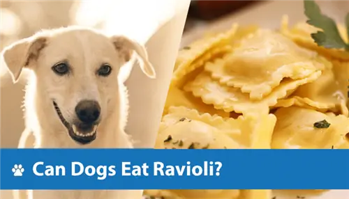 Kan honde Ravioli eet? Is dit veilig vir hulle?