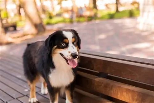 american shepherd dog