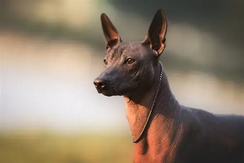 Ang lahi ng Xoloitzcuintli, mexican na walang buhok na aso