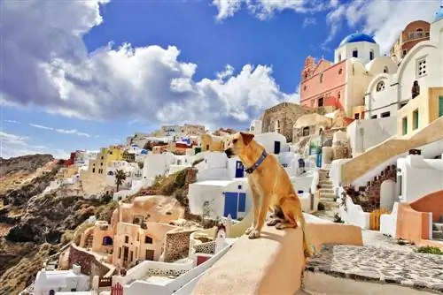 Mbwa wa Kigiriki huko Santorini