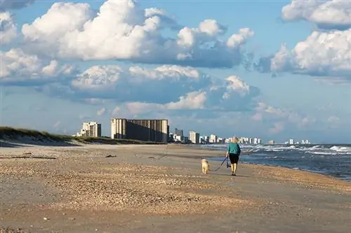 Äldre kvinna som går en gyllene doodle på stranden i Myrtle Beach South Carolina