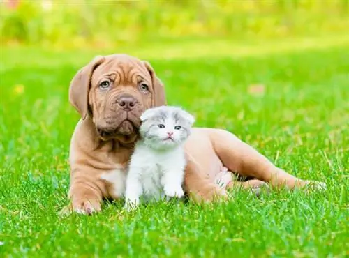 anjing anjing bordeaux dengan anak kucing yang baru lahir di atas rumput hijau