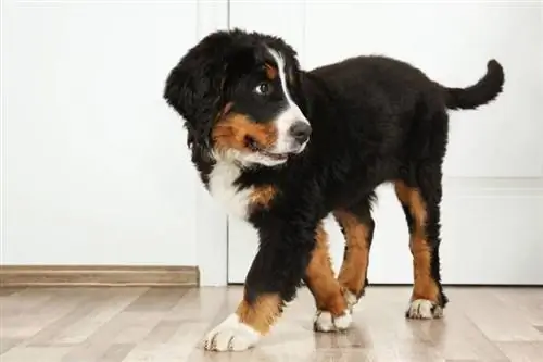 Berner Sennenhund blickt in die entgegengesetzte Richtung