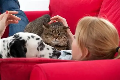 Auf dem roten Sofa liegend junge Frau mit Katze und Dalmatiner